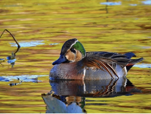 Baikal Teal